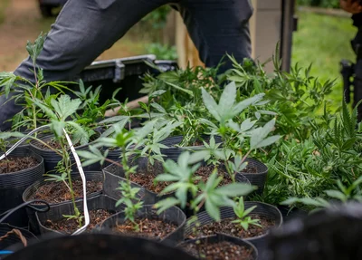 Maconha apreendida na zona Sudeste de Teresina