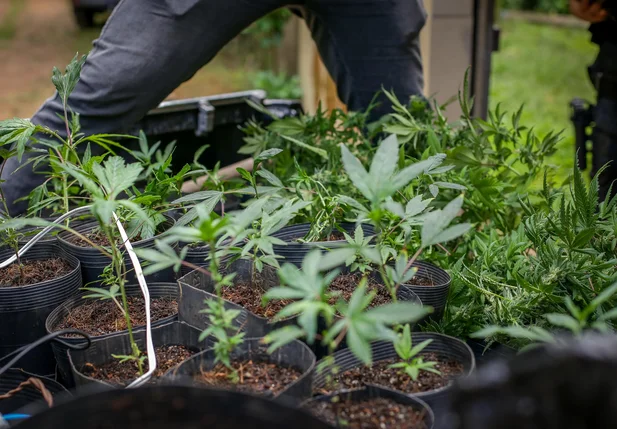 Maconha apreendida na zona Sudeste de Teresina