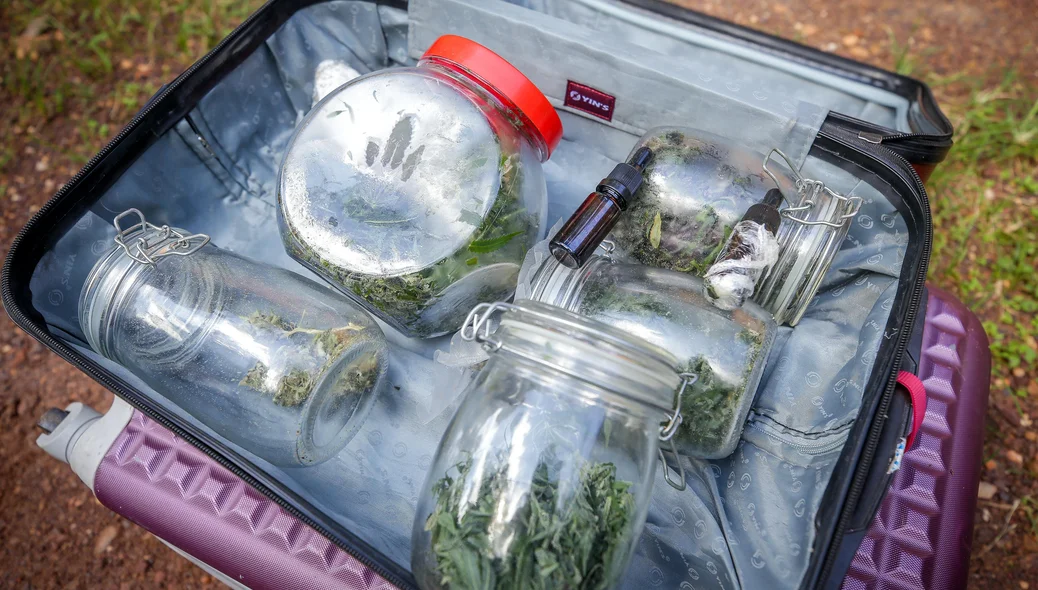Maconha tipo Skunk foi apreendida na operação do Denarc
