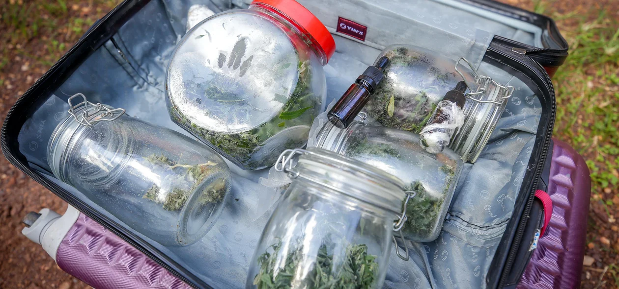 Maconha tipo Skunk foi apreendida na operação do Denarc