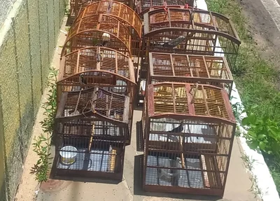 Pássaros apreendidos na cidade de Parnaíba