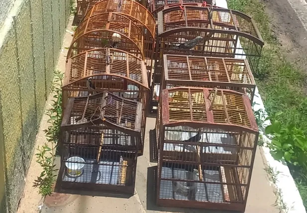 Pássaros apreendidos na cidade de Parnaíba