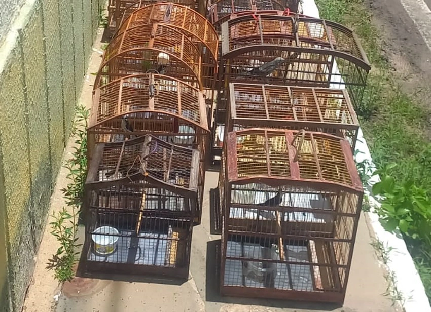 Pássaros apreendidos na cidade de Parnaíba