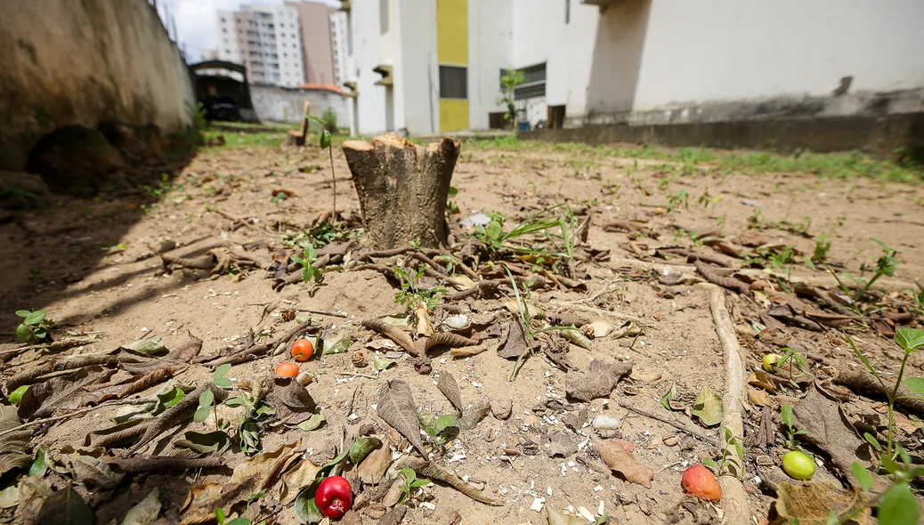 Pé de acerola cortado
