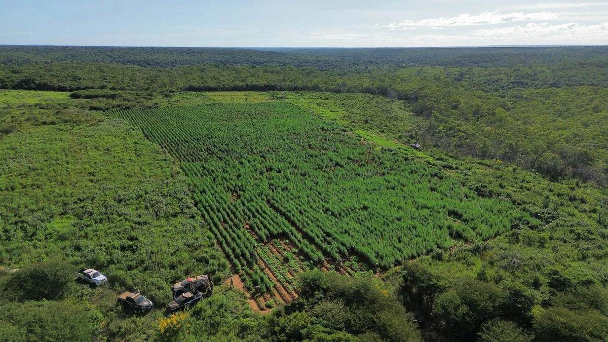 Plantação de maconha no Sul do Piauí