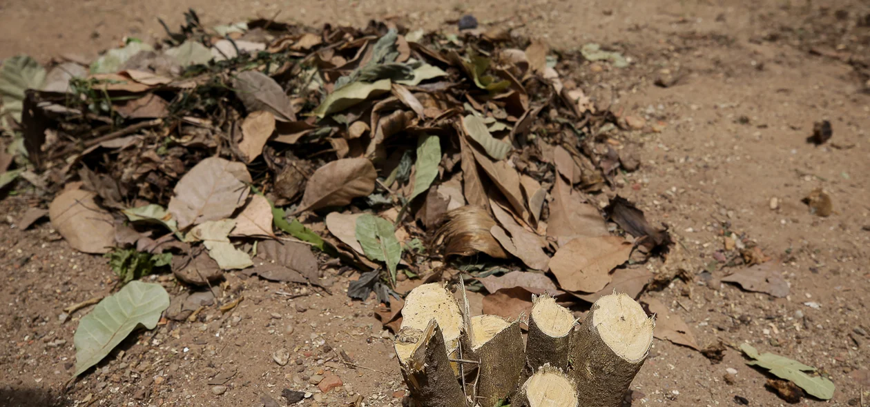 Plantas e árvores cortadas