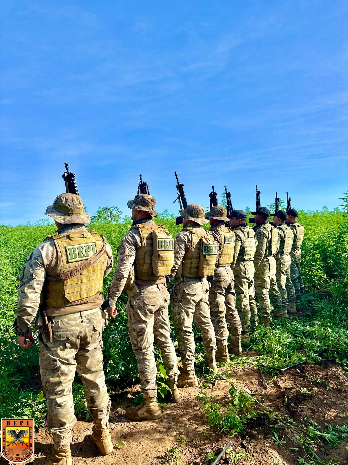 PM encontra roça de maconha no Sul do Piauí