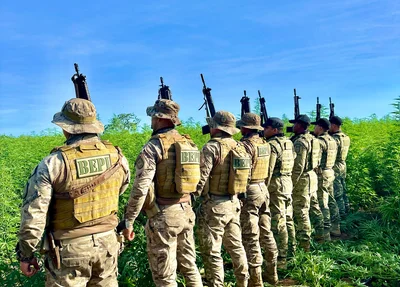 PM encontra roça de maconha no Sul do Piauí