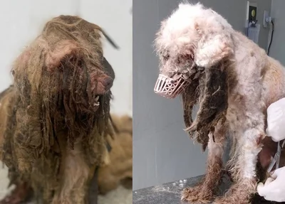 Scooby antes e depois da tosagem