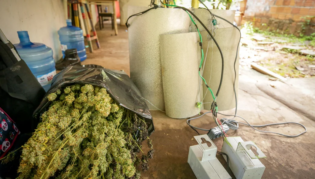 Super maconha encontrada em estufa do crime na zona Sudeste de Teresina