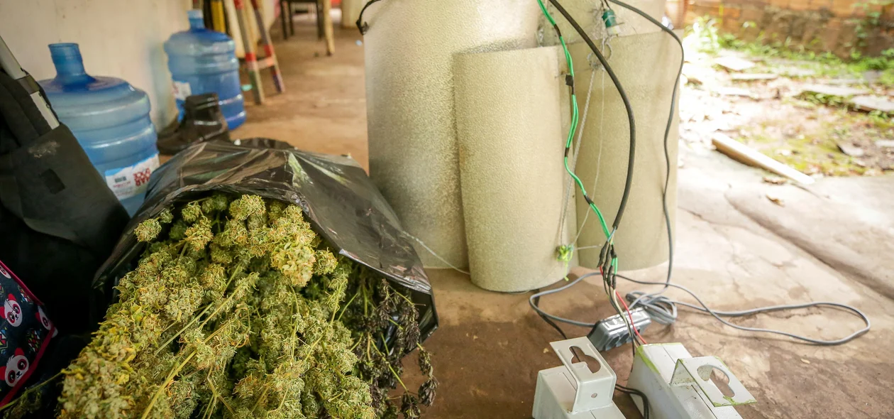 Super maconha encontrada em estufa do crime na zona Sudeste de Teresina