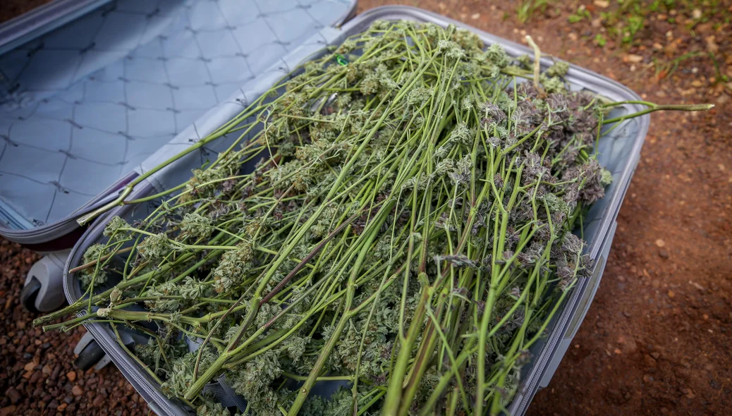 Super maconha encontrada em estufa