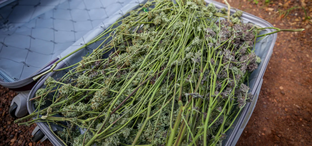 Super maconha encontrada em estufa