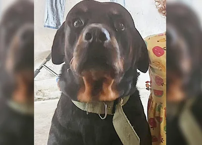 Cachorro da raça rottweiler, identificado como Duque, foi furtado na zona sudeste de Teresina