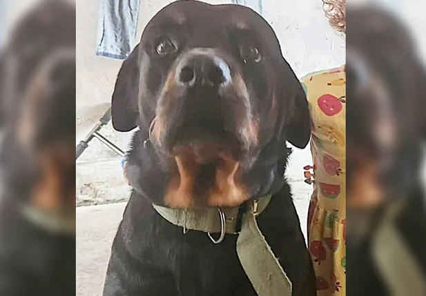Cachorro da raça rottweiler, identificado como Duque, foi furtado na zona sudeste de Teresina
