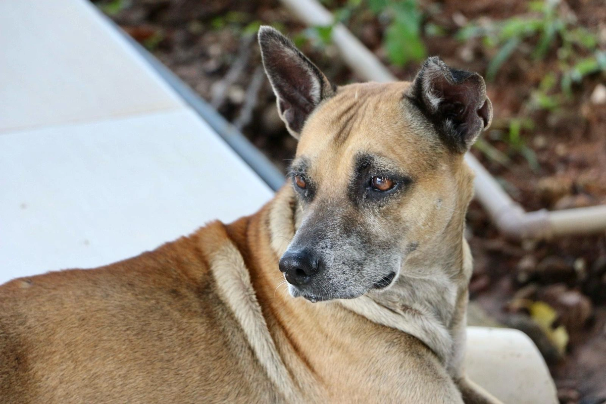 Cachorro