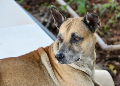 Cachorro