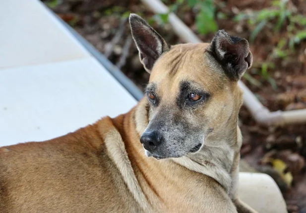 Cachorro