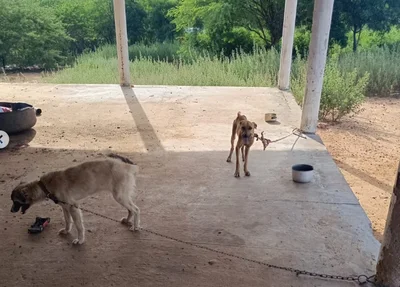 Cachorros eram mantidos presos no sol sem água e sem comida