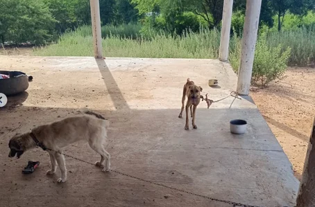 Cachorros eram mantidos presos no sol sem água e sem comida
