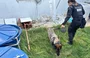 Equipes do Núcleo de Operações com Cães