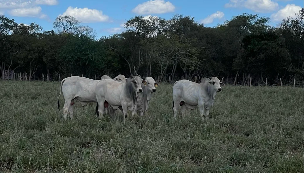 Gado no Dia de Campo do Projeto Forrageiras para o Semiárido