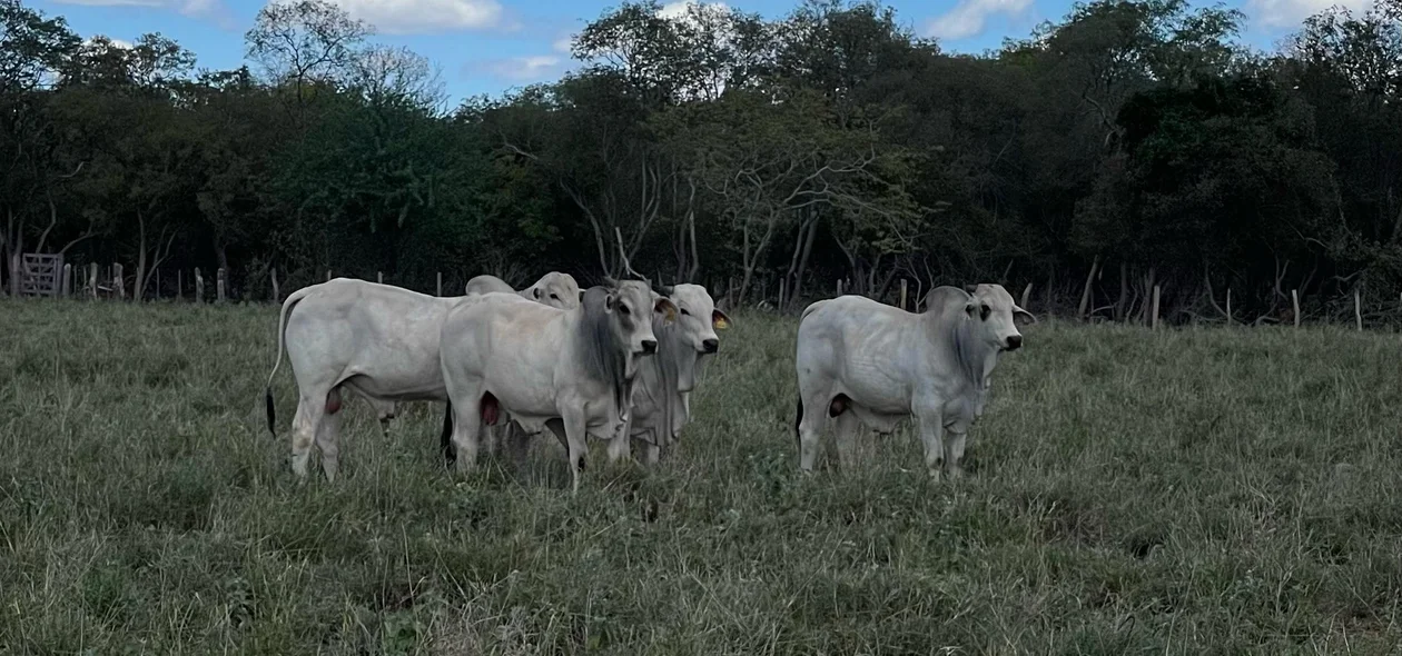 Gado no Dia de Campo do Projeto Forrageiras para o Semiárido