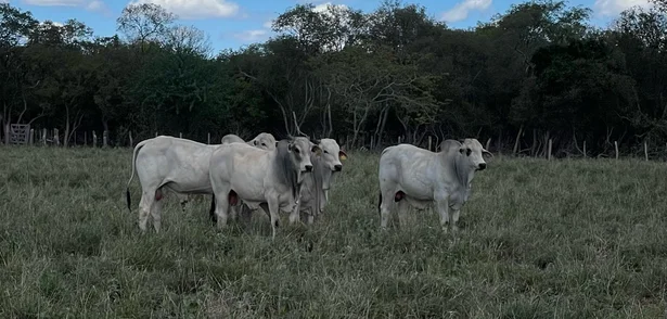 Gado no Dia de Campo do Projeto Forrageiras para o Semiárido