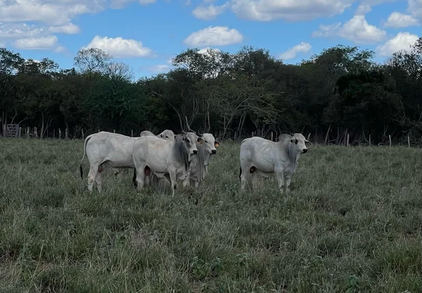 Gado no Dia de Campo do Projeto Forrageiras para o Semiárido