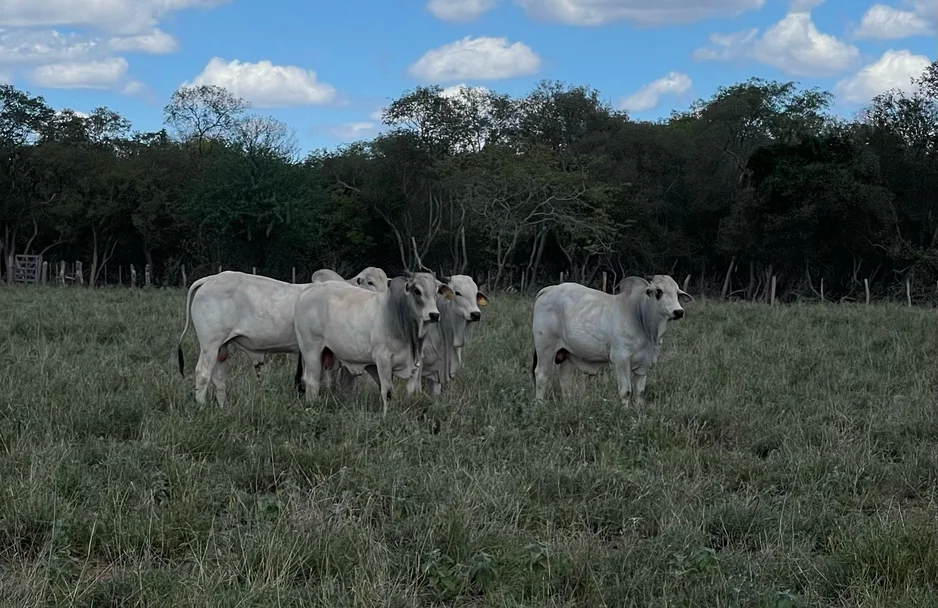 Gado no Dia de Campo do Projeto Forrageiras para o Semiárido