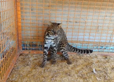 Gato-maracajá