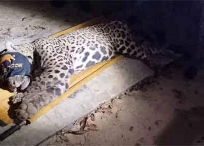 Onça-pintada macho, suspeita de ter atacado e matado o caseiro foi capturada