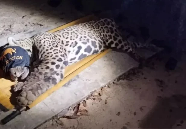 Onça-pintada macho, suspeita de ter atacado e matado o caseiro foi capturada