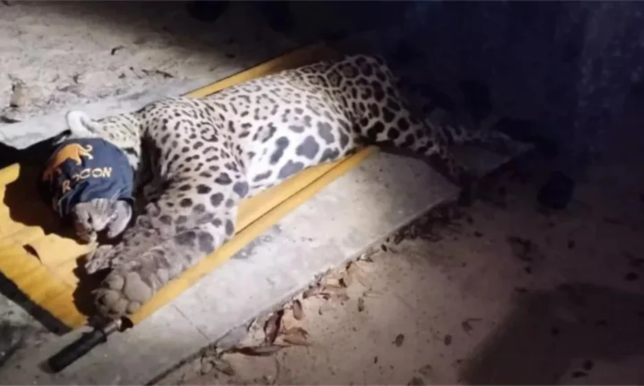 Onça-pintada macho, suspeita de ter atacado e matado o caseiro foi capturada