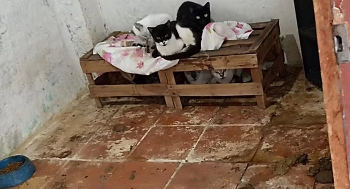 Polícia resgatou mais de 70 gatos em situação de maus-tratos no interior de São Paulo