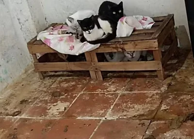 Polícia resgatou mais de 70 gatos em situação de maus-tratos no interior de São Paulo