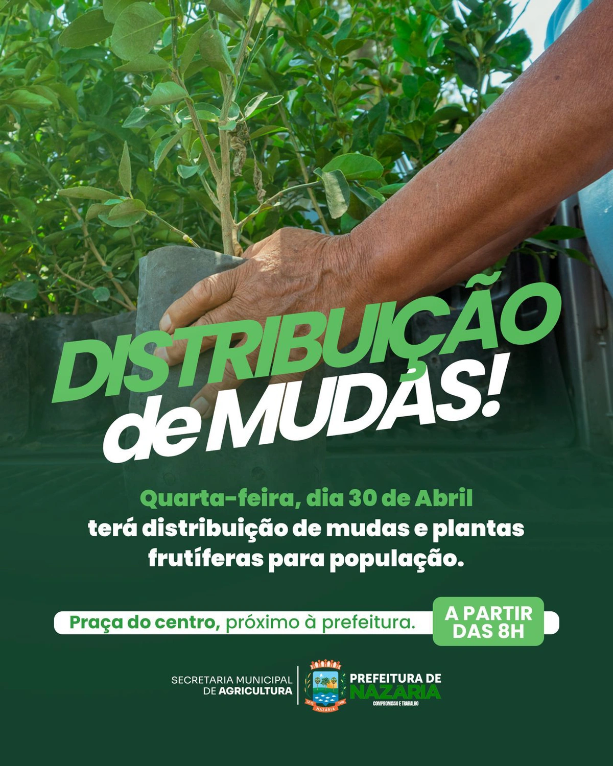 Prefeitura de Nazária realiza distribuição gratuita de mudas