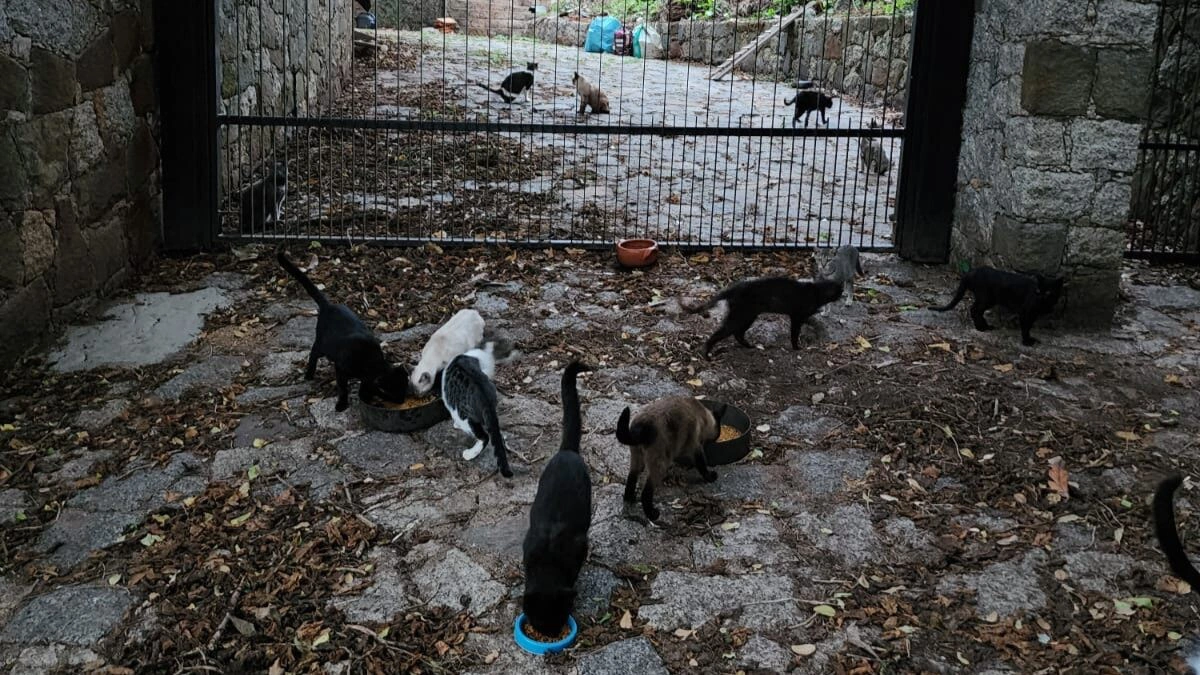 Animais abandonados