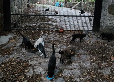 Animais abandonados