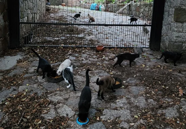 Animais abandonados
