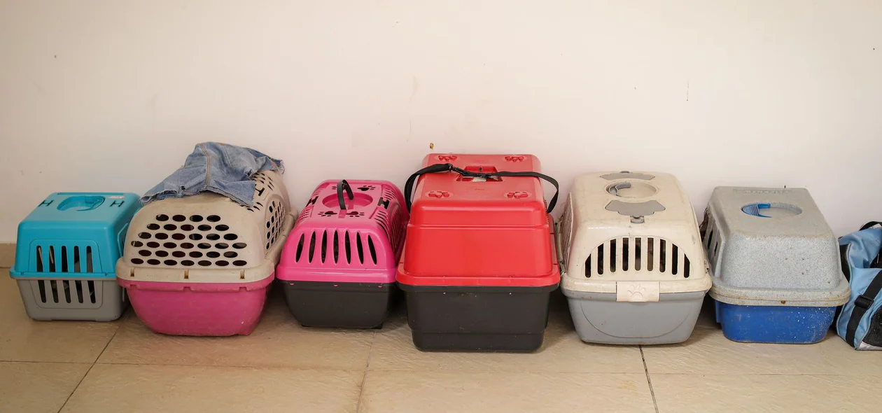Animais foram encontrados em situação degradante