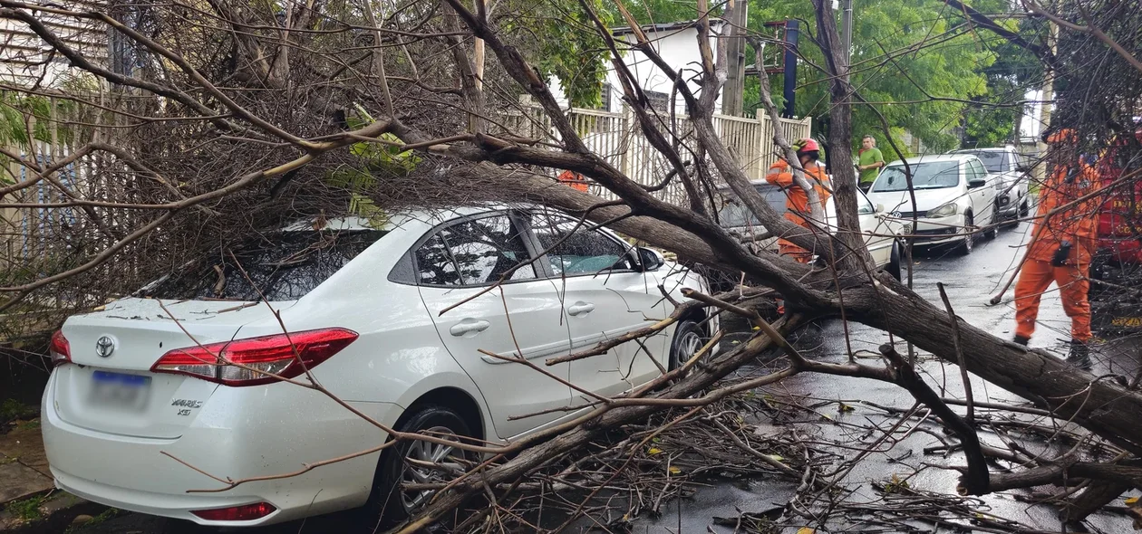 Árvore caiu em cima de carro no bairro Monte Castelo
