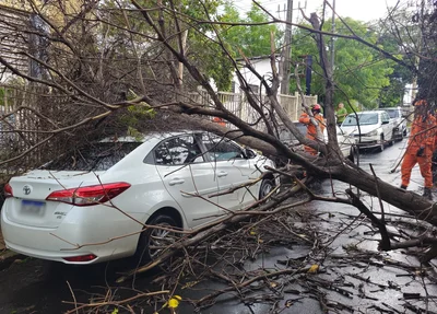 Árvore caiu em cima de carro no bairro Monte Castelo