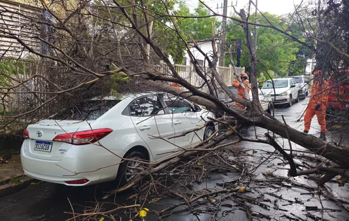 Árvore caiu em cima de carro no bairro Monte Castelo