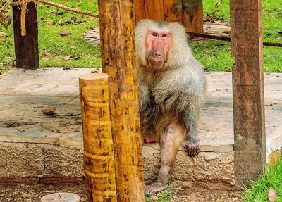 Babuíno Babu