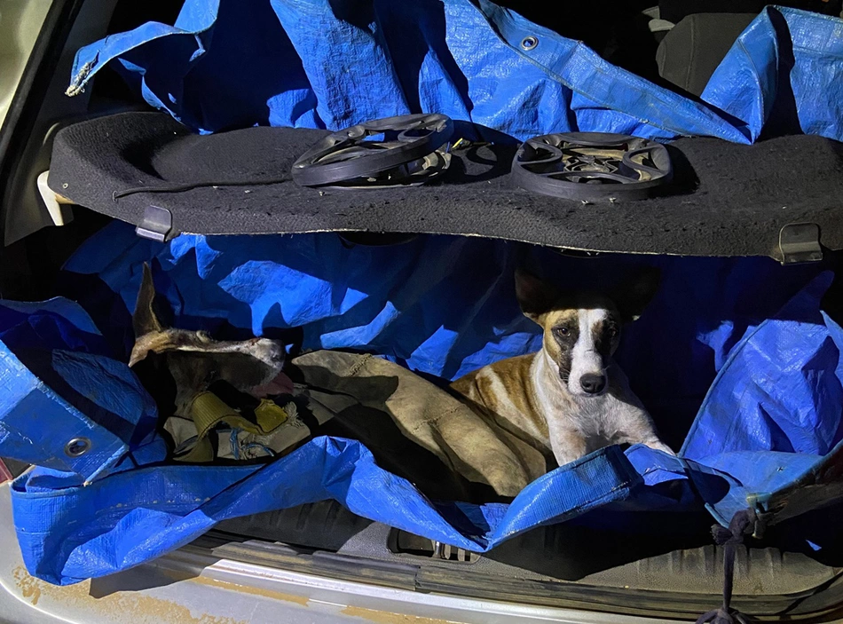 Cachorros usados na caça de tatus