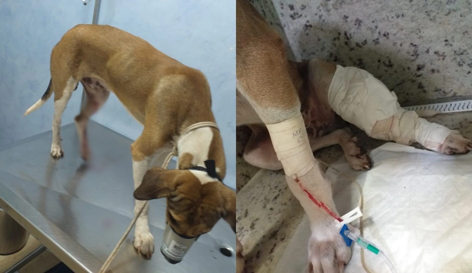 Cãozinho Totó foi baleado