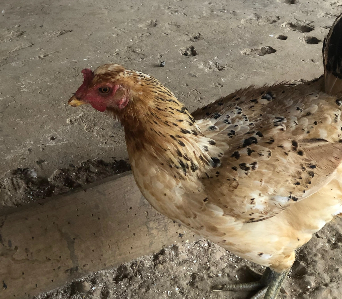 Galinha de lado