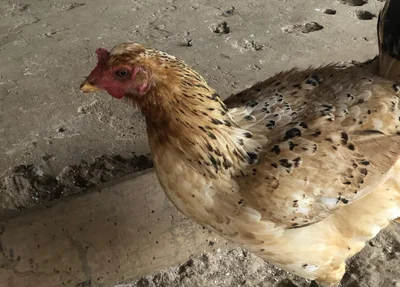 Galinha de lado