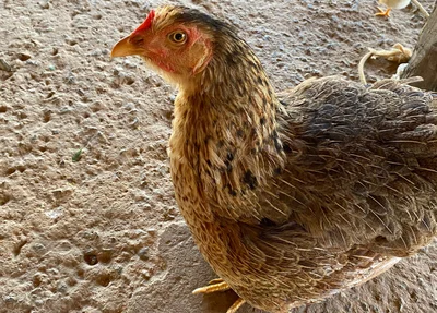 Galinha